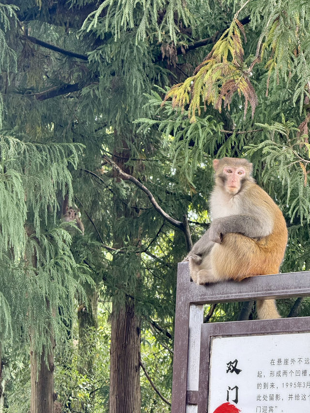 Avatar Peaks Dream🗻 Avatar Peaks Dream🗻