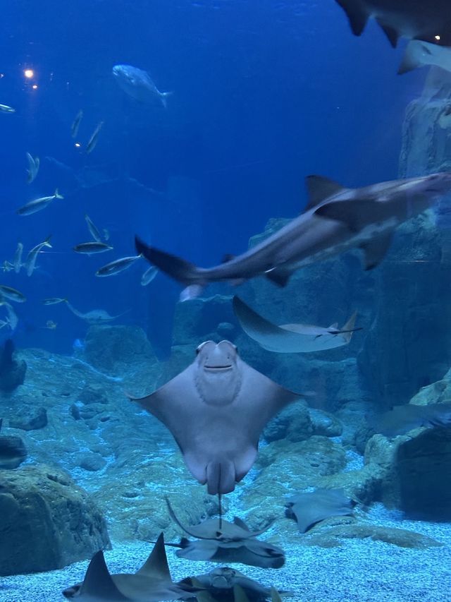 🐠 Istanbul Aquarium: what you’ll see, ticket prices & how to plan your visit 🇹🇷