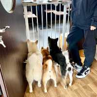 【蘇州】ひたすら癒される柴犬カフェ