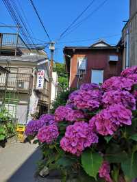 On Enoshima, facing the sea, the spring is warm and the flowers are blooming!