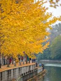 不騙人！已渲染99%！成都公園免費看銀杏