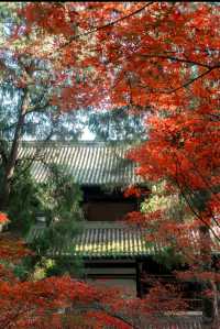 鶴鳴山道觀|道教發源地～賞楓葉賞銀杏聖地