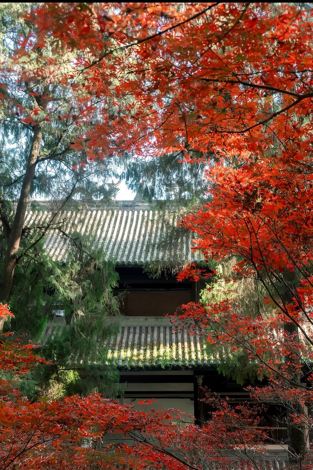 鶴鳴山道觀|道教發源地～賞楓葉賞銀杏聖地