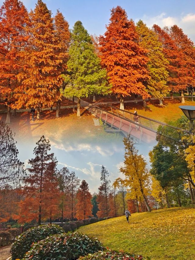 到獨墅湖公園一睹紅杉在冬日裡最後也是最倔強的“火紅”盛景