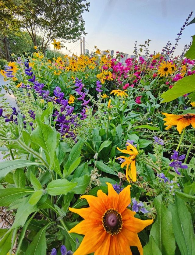 福州花海公園——鮮花盛開，那場面美得宛如一幅治癒人心的油畫