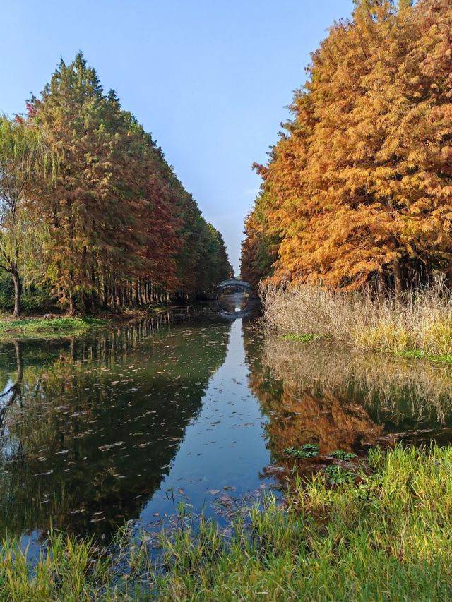 虎丘濕地公園，你想像不到它有多美