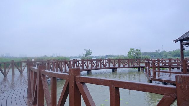 周口市淮陽區 龍湖濕地公園丨北方最佳賞荷盛地