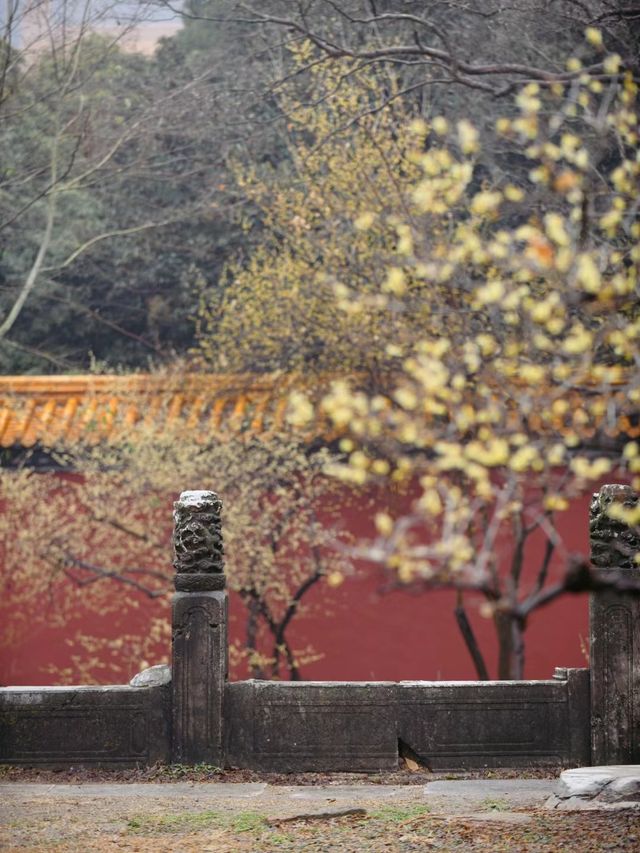 南京 |一花香十里，紅牆蠟梅永遠的絕配