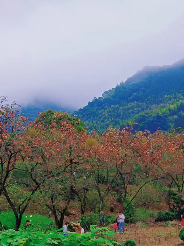 Guifeng Village, a place where persimmons thrive