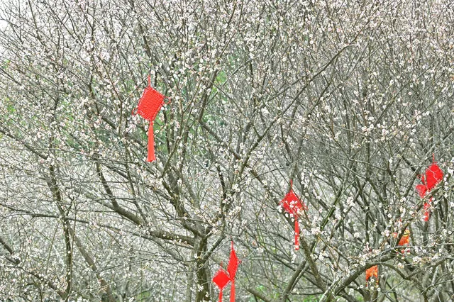 快去看白雲山梅花開了不用門票