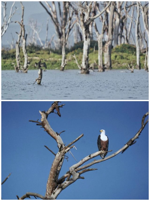 非洲·奈瓦沙湖·遊船拍鳥