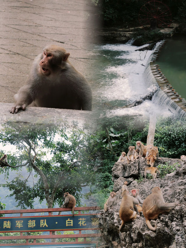 南寧龍虎山與小猴子一起的奇妙之旅