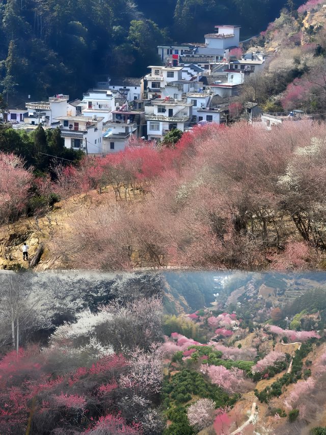 春遊賞梅，皖南這個神仙村子贏麻了