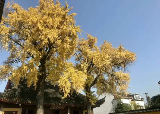 千年定慧寺，銀杏網紅地