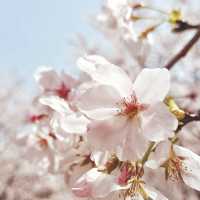 Shanghai Cherry Blossom Season