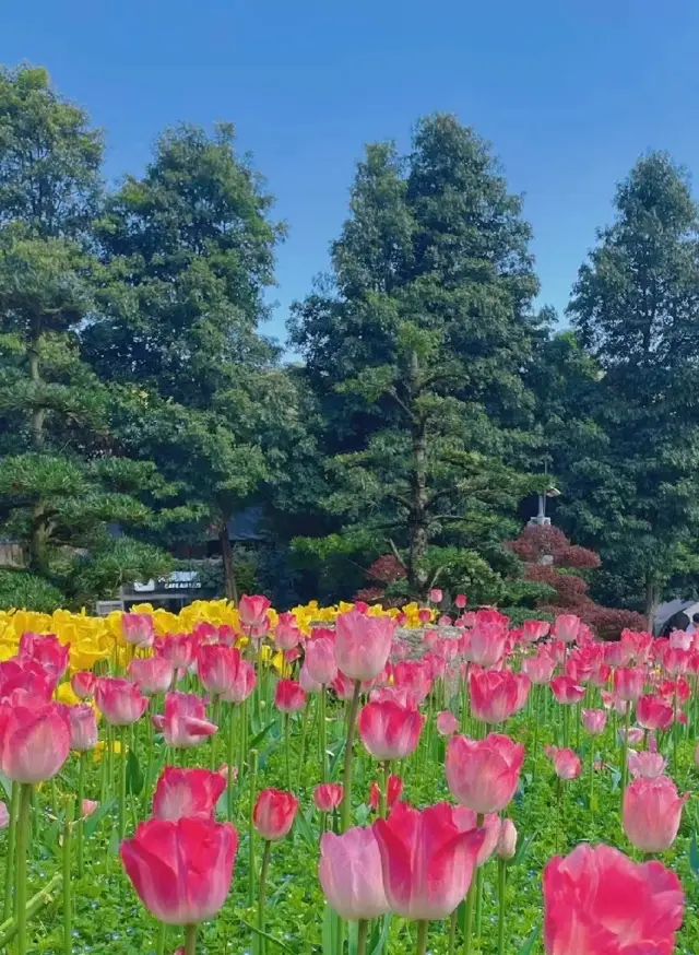 重慶 三月的太寺垭公園|不到園林怎知春色如許