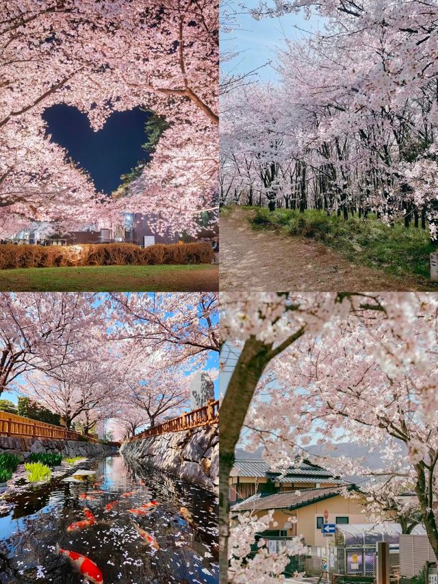 尋找東京櫻花的不可錯過之處！