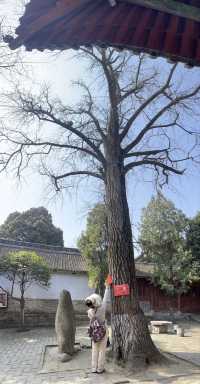 臥龍崗