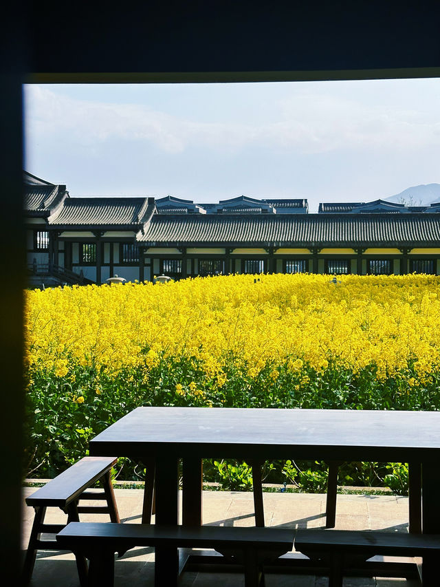 柳江光明寺｜四川最美的油菜花