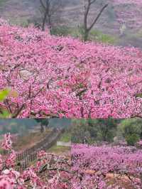 龍泉桃花開了，成都8個賞花地方推薦