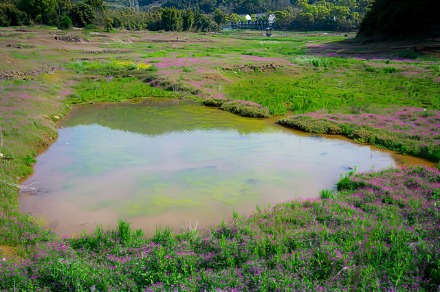 橋墩水庫上面，大片的紫色小野花