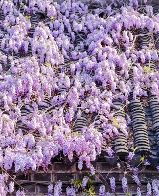 紫藤の花を楽しむ