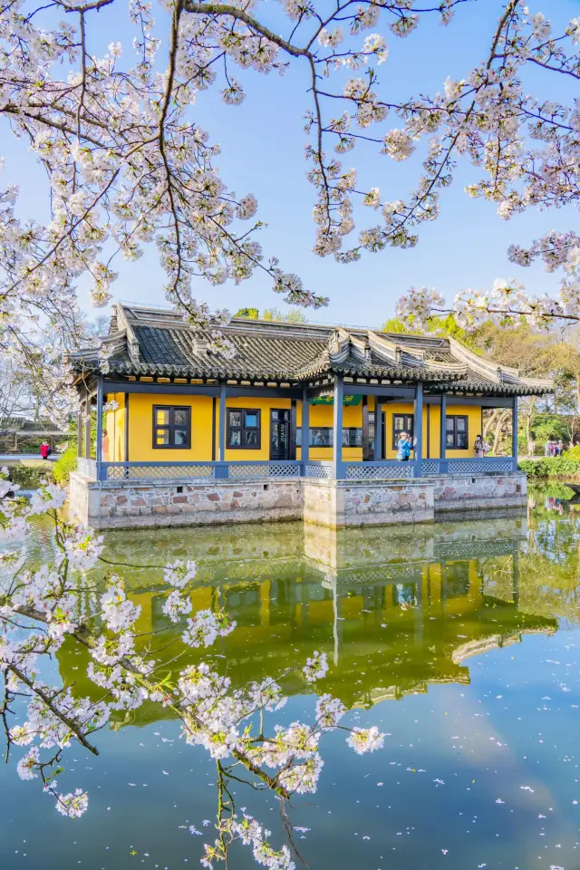 春日無錫 美到窒息