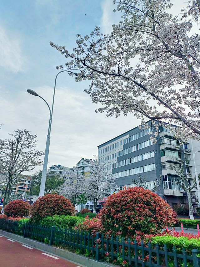 千島湖畔陽光路，春和景明，櫻花浪漫