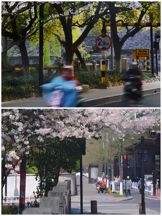 必去的地方！準備好迎接杭州櫻花季的美顏暴擊