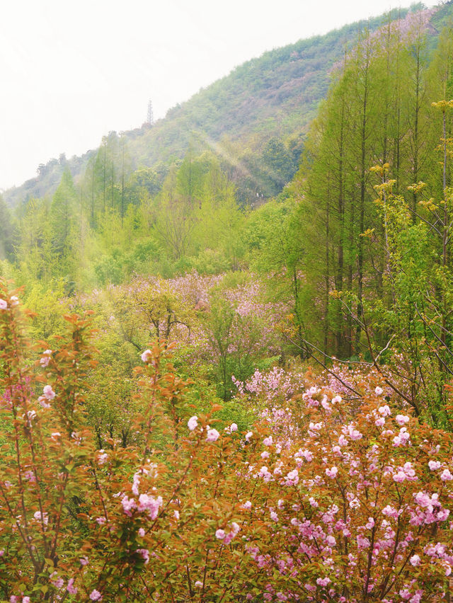 成都！成都！滿山的櫻花盛開了，絕美
