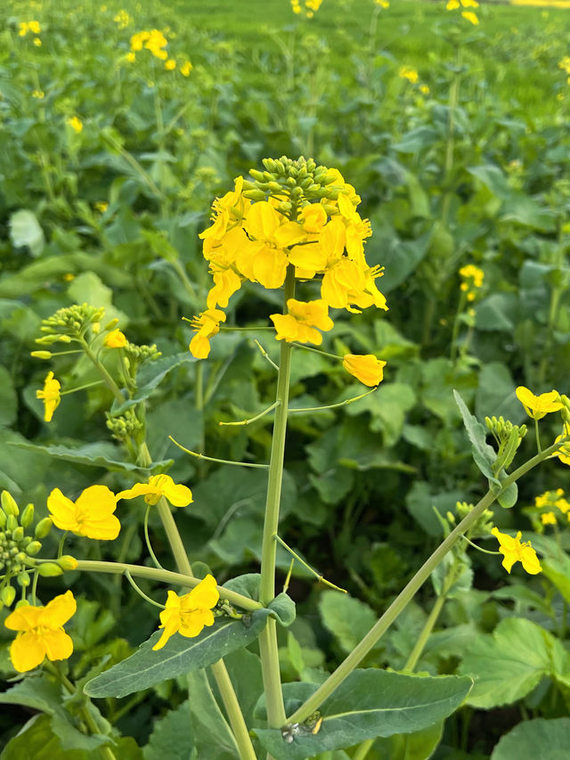 趕快來這裡賞花吧！再晚了，花都要謝啦～