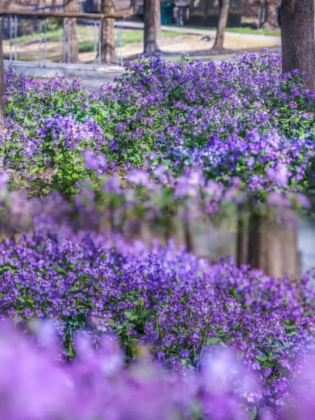 Shanghai | Chenshan Botanical Garden's beauty lies not in the attractions, but in spring itself