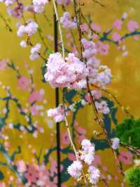 盛開在赤道的櫻花