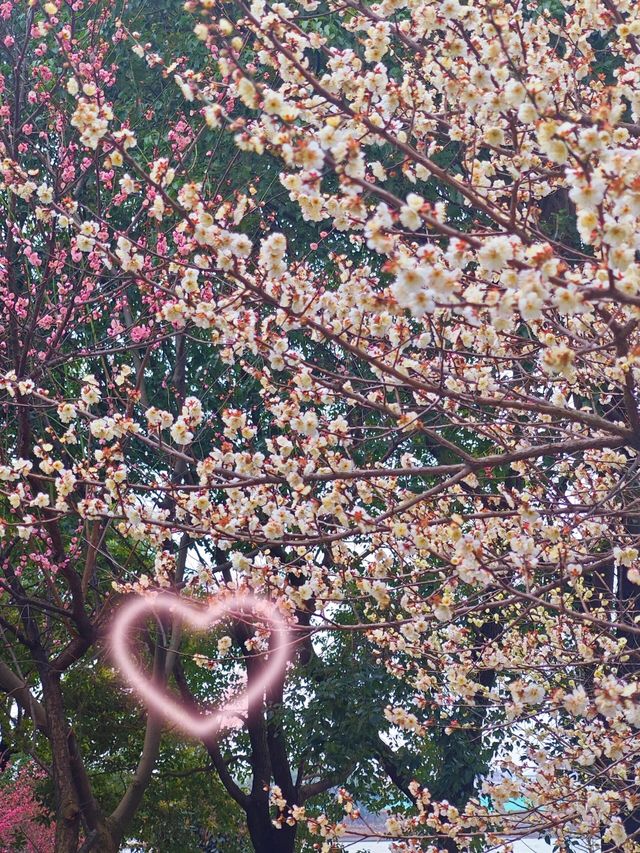 蘇州‖黃橋梅花園週末好去處