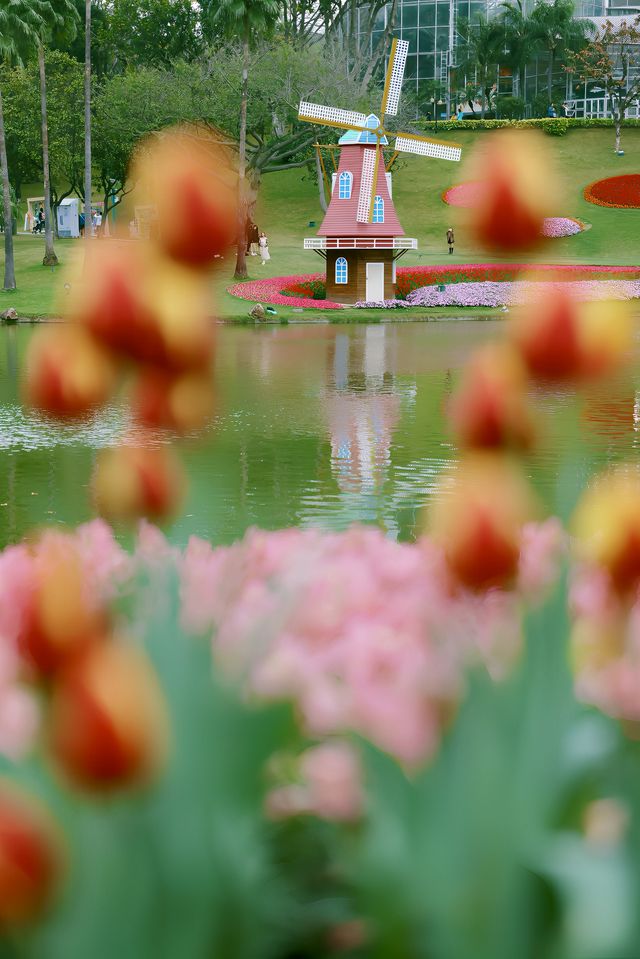 雲台花園一年一度鬱金香盛開咯，快去打卡吧