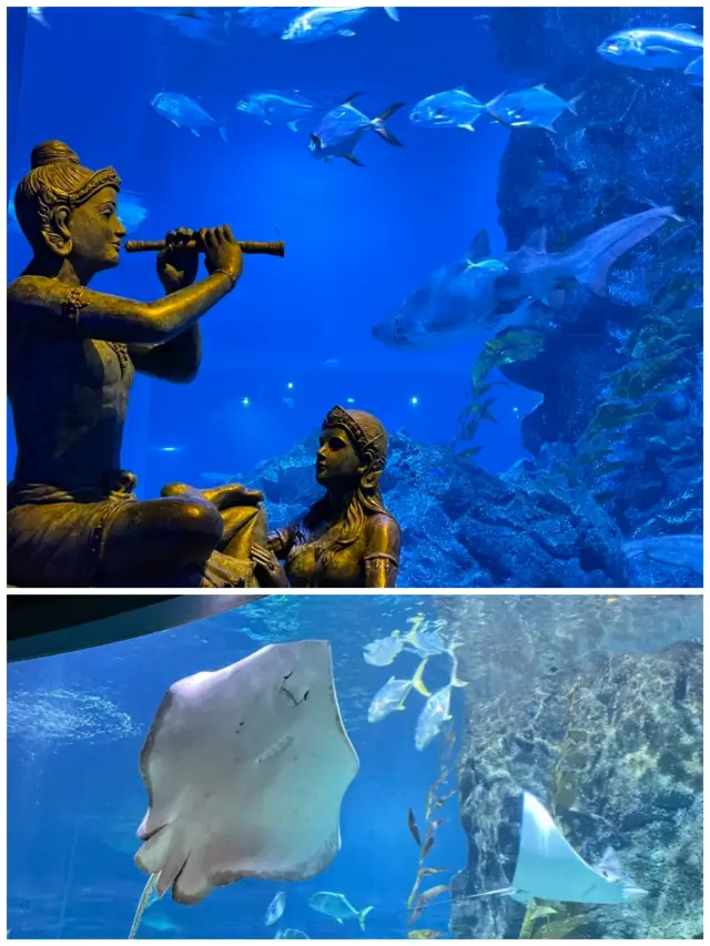 Siam Ocean World | Discover the "Underwater Starry Sky"