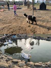 佛山一個適合週末團建親子遊玩的多肉花園