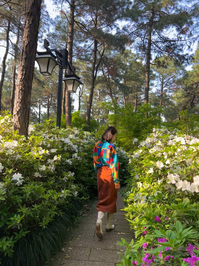 杭州有自己的莫奈花園 漫山杜鵑