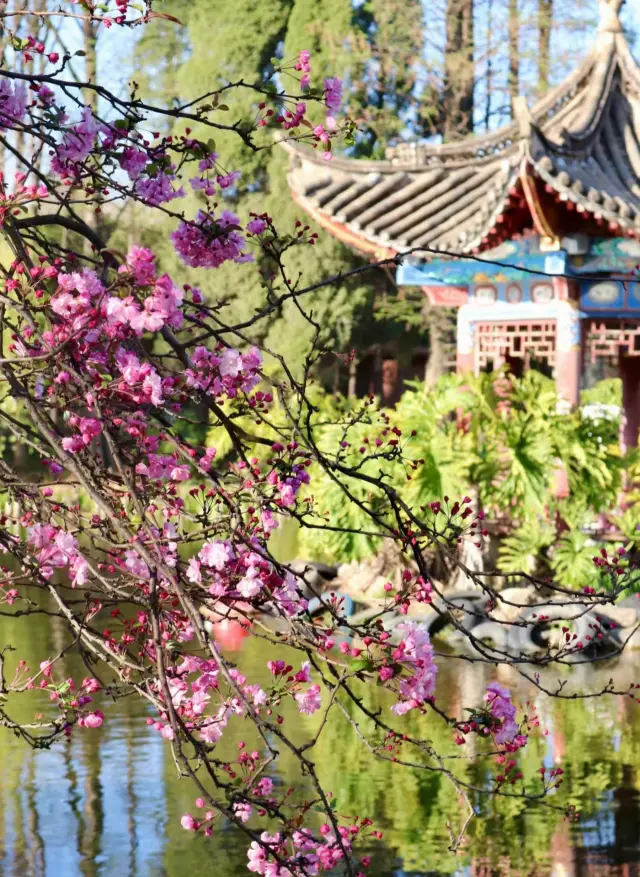 A Spring Day's Stroll in Xihua Garden: A Guide to the Flower Sea and Spring Photography