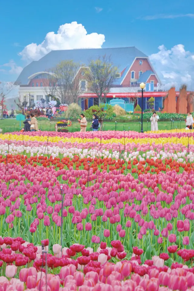 Just returned from the tulip fields in Yancheng, Netherlands (photo spot strategy)