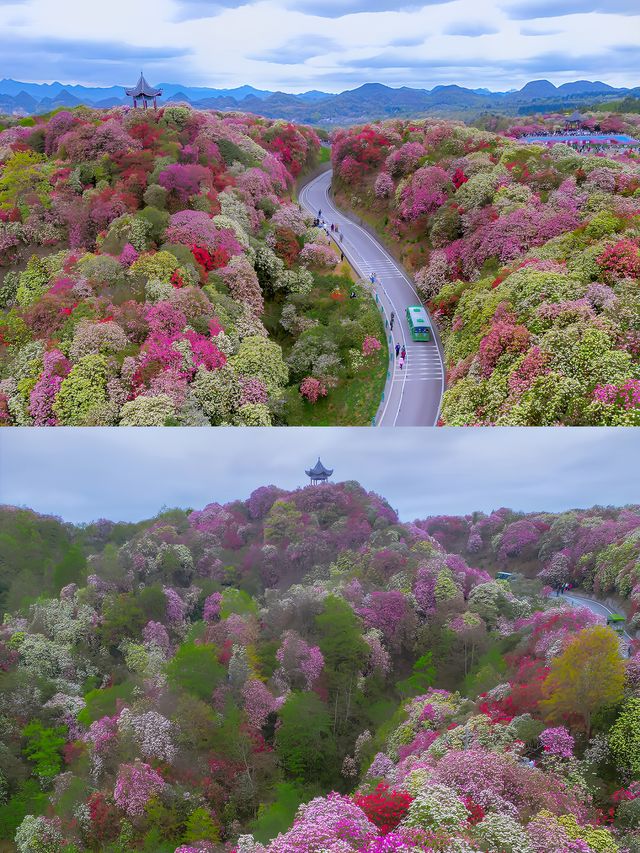 高鐵直達地球花園剛拍的貴州杜鵑花海