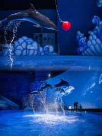 重慶一個可以看海洋動物玩娛樂項目的海洋館