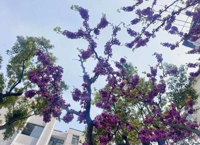 嘉定紫藤園你玩得可真花啊！