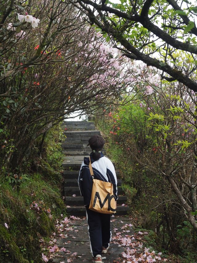 總要去陽明山看一次杜鹃花吧