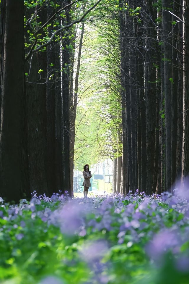 江心洲紫色森林秘境｜二月蘭盛開的花海