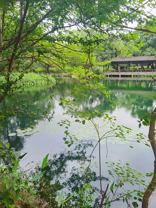 九曲橋美景，東湖落雁島的攝影天堂