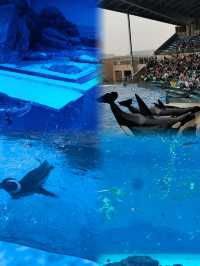「上海海昌海洋公園」～遛娃聖地！！！