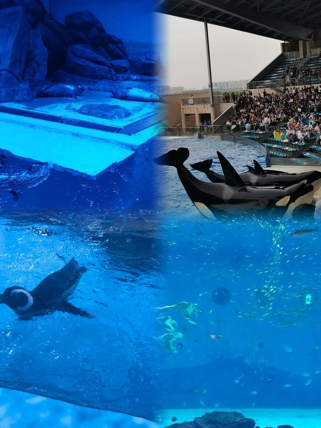 「上海海昌海洋公園」～遛娃聖地！！！