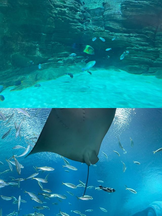 世上最大的水族館竟如此夢幻還能與鯊共舞