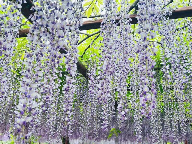 上海嘉定賞花好去處推薦，紫藤園